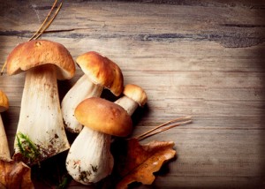 Mushroom Boletus over Wooden Background. Autumn Cep Mushrooms